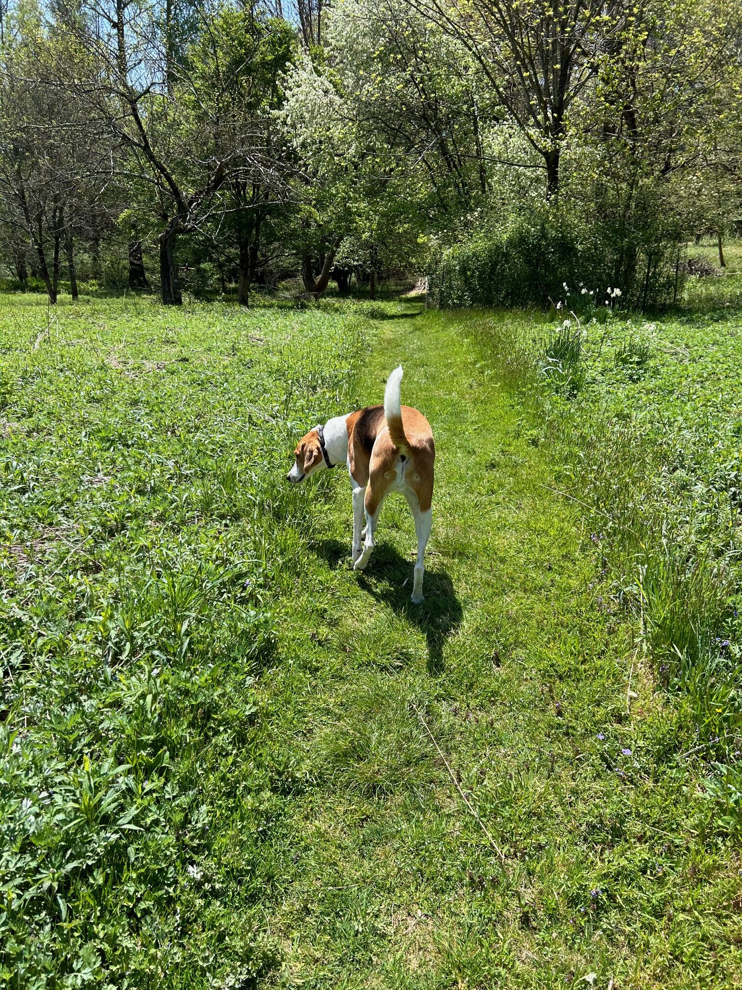 Hounds &  Hikes